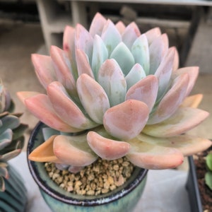 Graptoveria 'Opalina', Rare Live Succulent