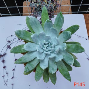 Echeveria Snow Mountain - Live Plants, P145