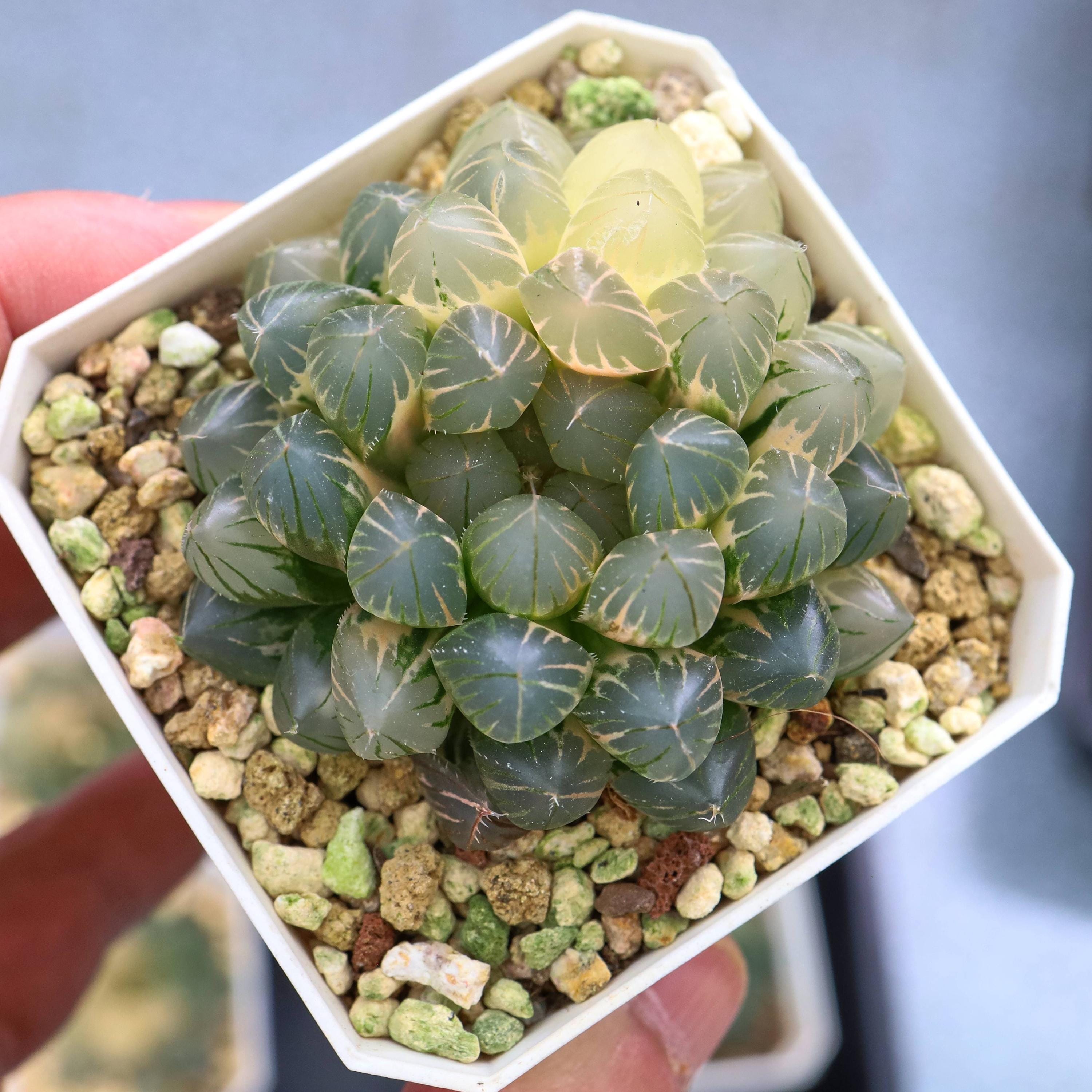 ハオルチア ネオンライト 斑入り - 生きた多肉植物 - Etsy 日本