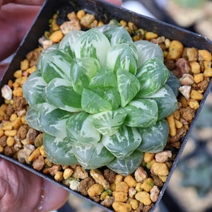 Haworthia Cooperi Suzhou variegated - Live Succulent