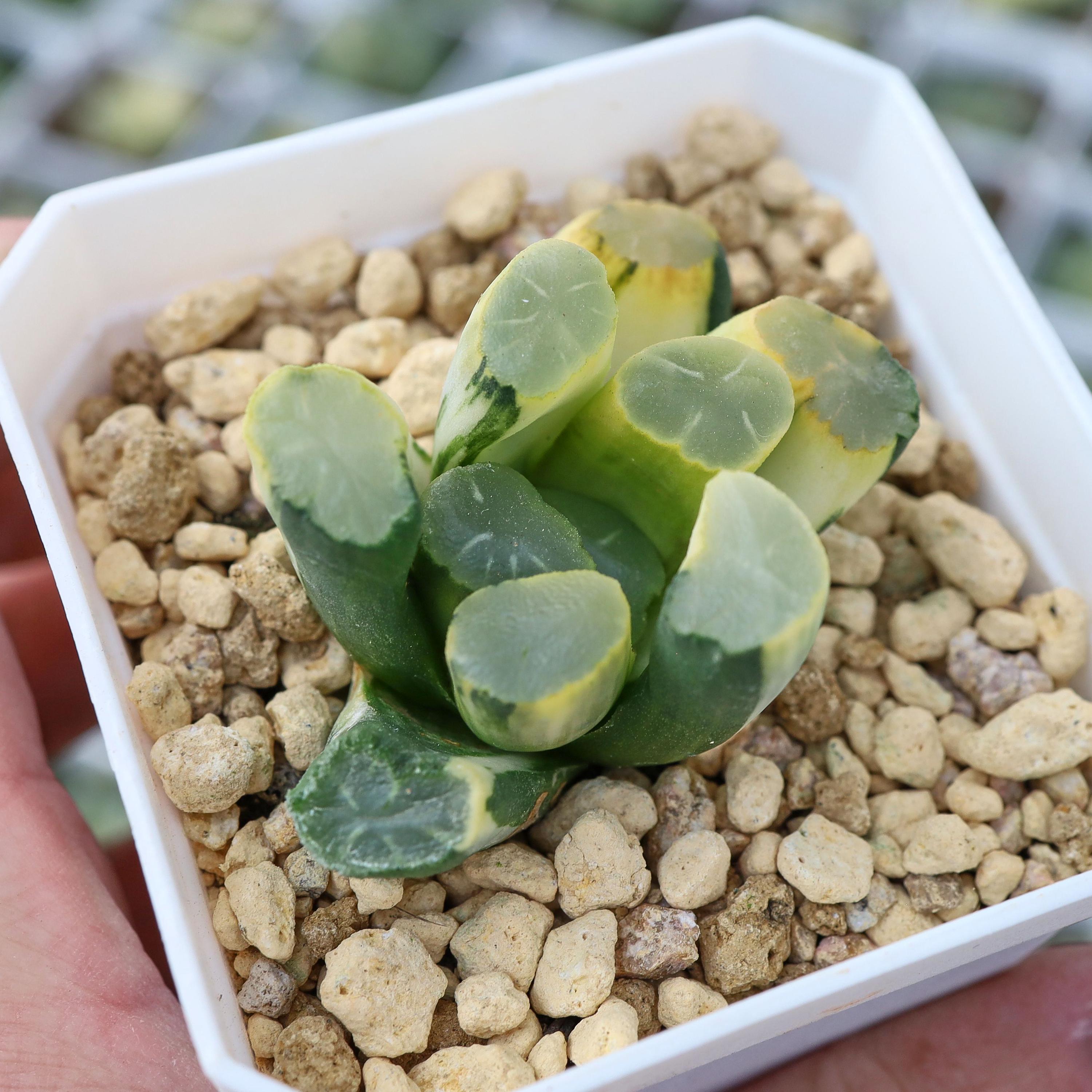 Haworthia Maughanii Hakuji Lens Variegated - Live Succulent - Etsy