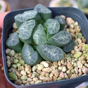 Haworthia magughanii - Live Succulent