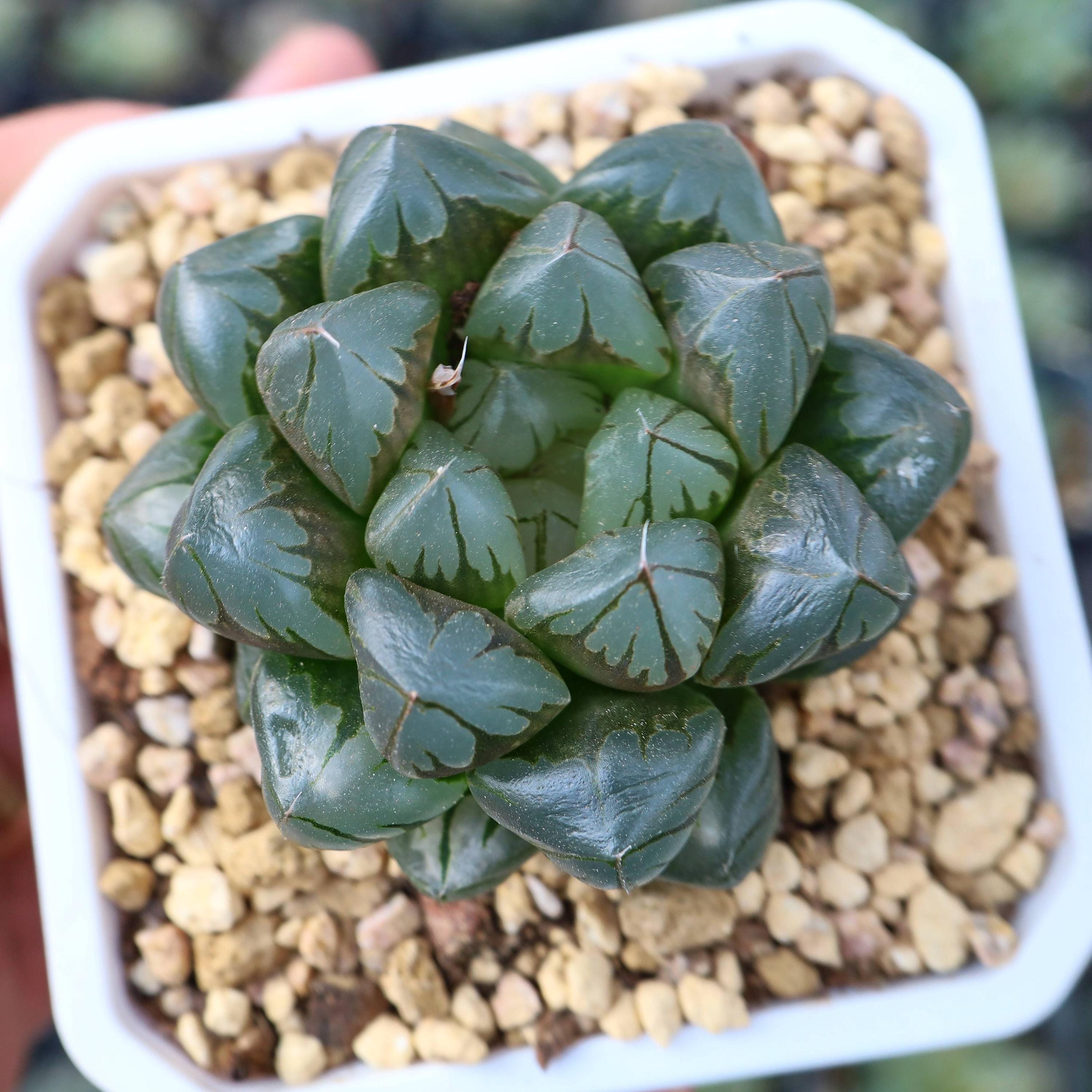 Haworthia Obtusa Crystal - Live Succulent - Etsy