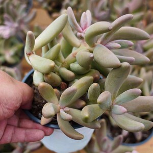 Pachysedum Ganzhou - Live Succulent