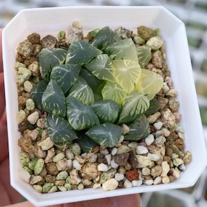 Haworthia cooperi Huachun variegated  - Live Succulent
