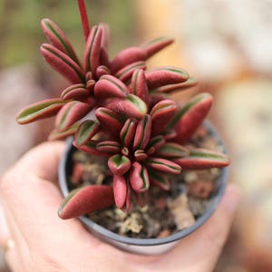 Peperomia graveolens - Live Succulent