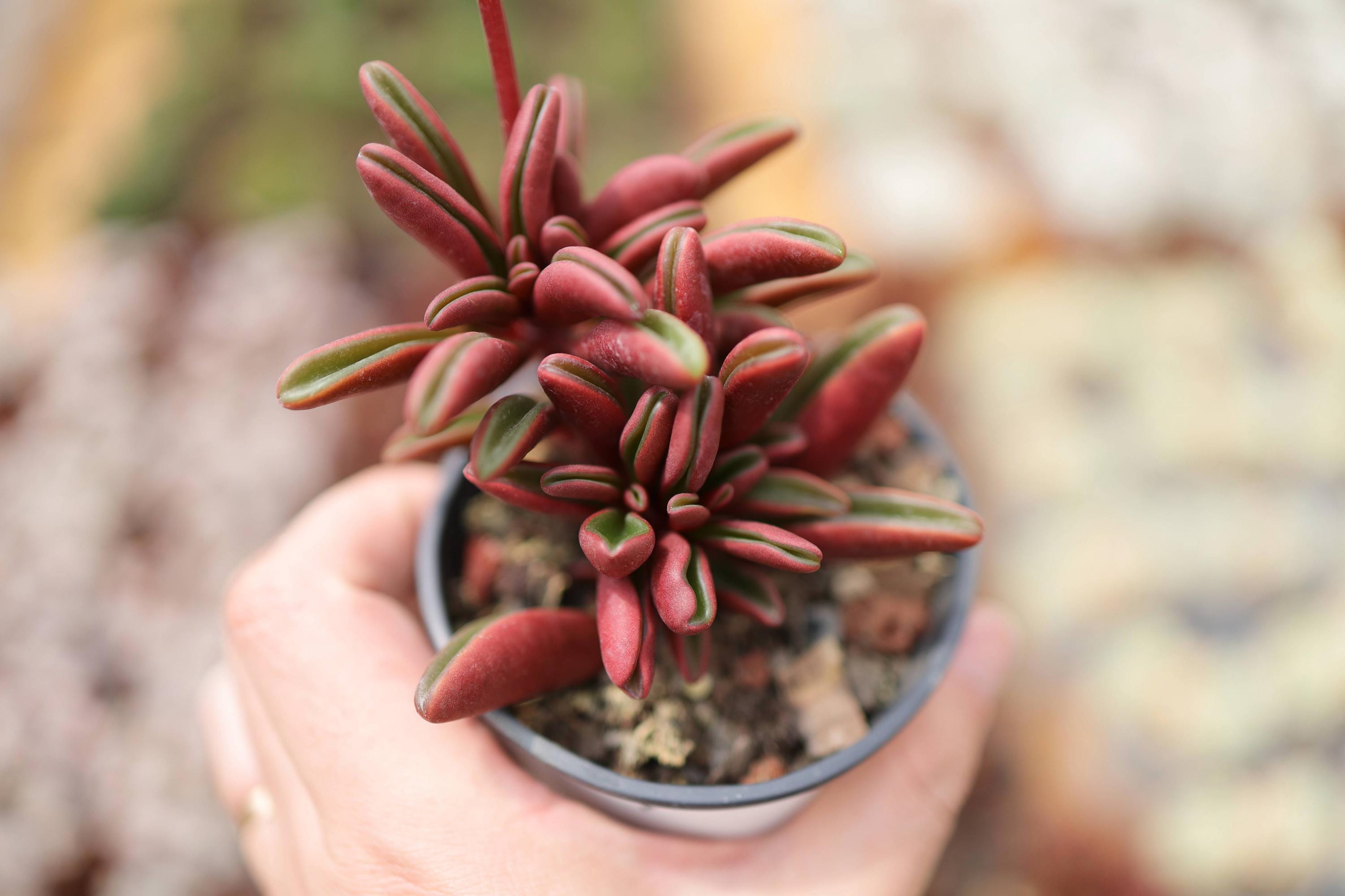 Peperomia variegated - Etsy 日本