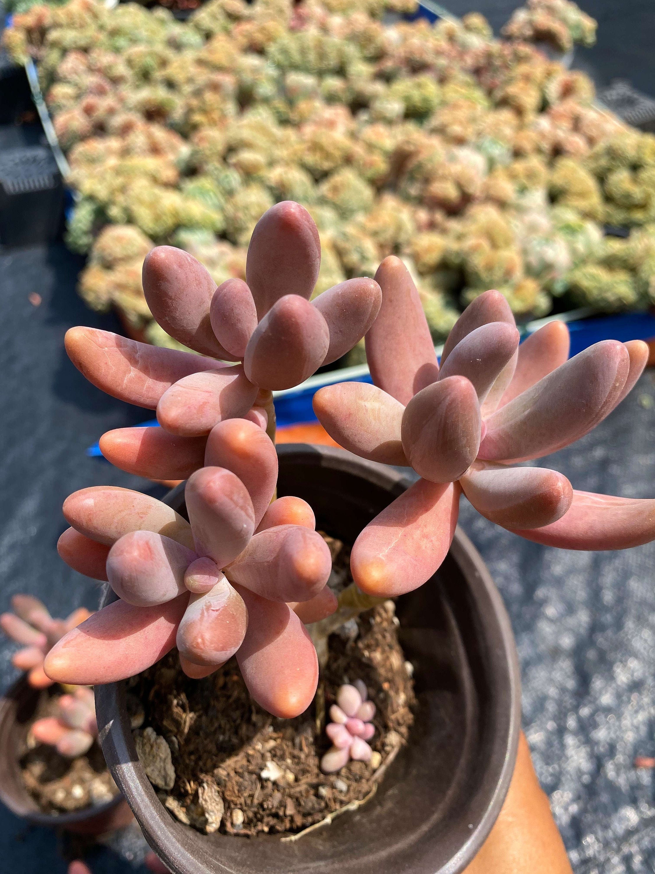 エンジェルフィンガーレッド パキベリア レッド エンジェルズ フィンガー - 生きた多肉植物 - Etsy 日本