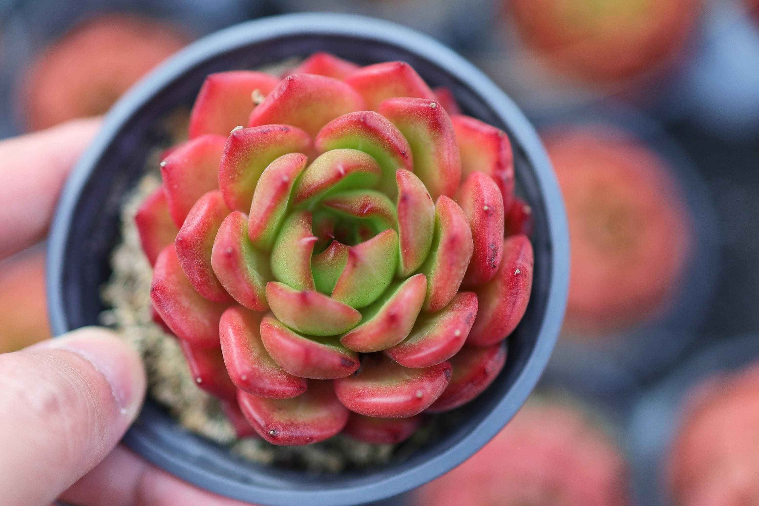 Echeveria "Lola"  - Live Succulent