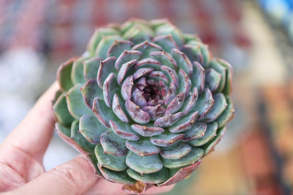 青色妖姫/Echeveria Blue Enchantress 錦　激レア Echeveria Blue Enchantress - Live Succulent - Etsy