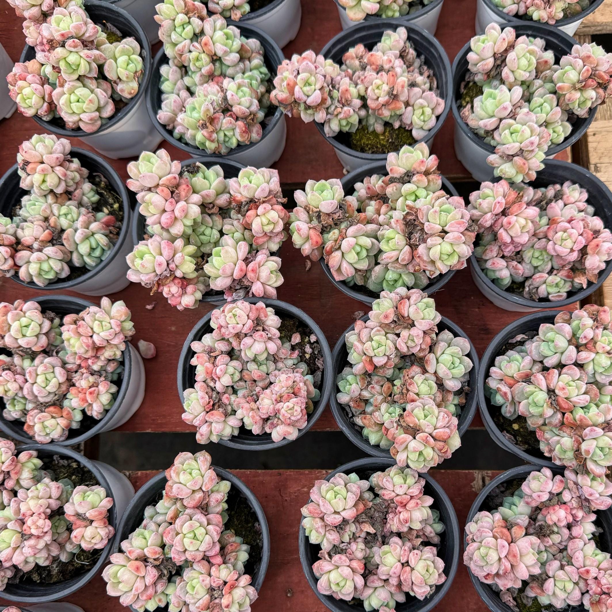 Echeveria Senbonzakura - Live Succulent - Etsy