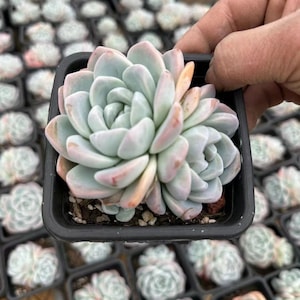 Echeveria &#39;Ice green&#39; Double heads , Rare Live Succulent