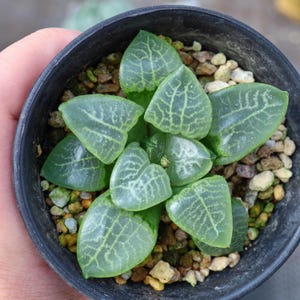 Haworthia Flurry - Live Succulent