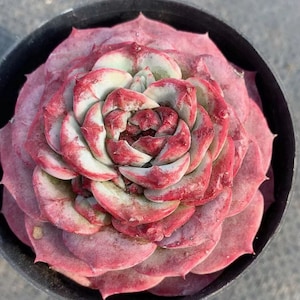 Echeveria red velvet, Rare Live Succulent