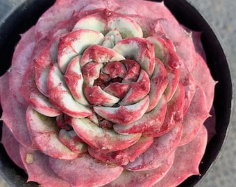 Echeveria red velvet, Rare Live Succulent