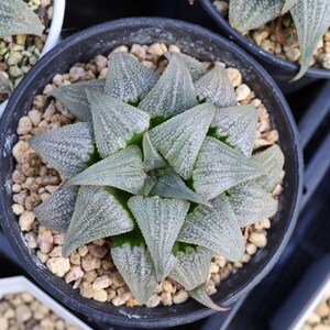 Haworthia Badia Aluminum Star - Live Succulent