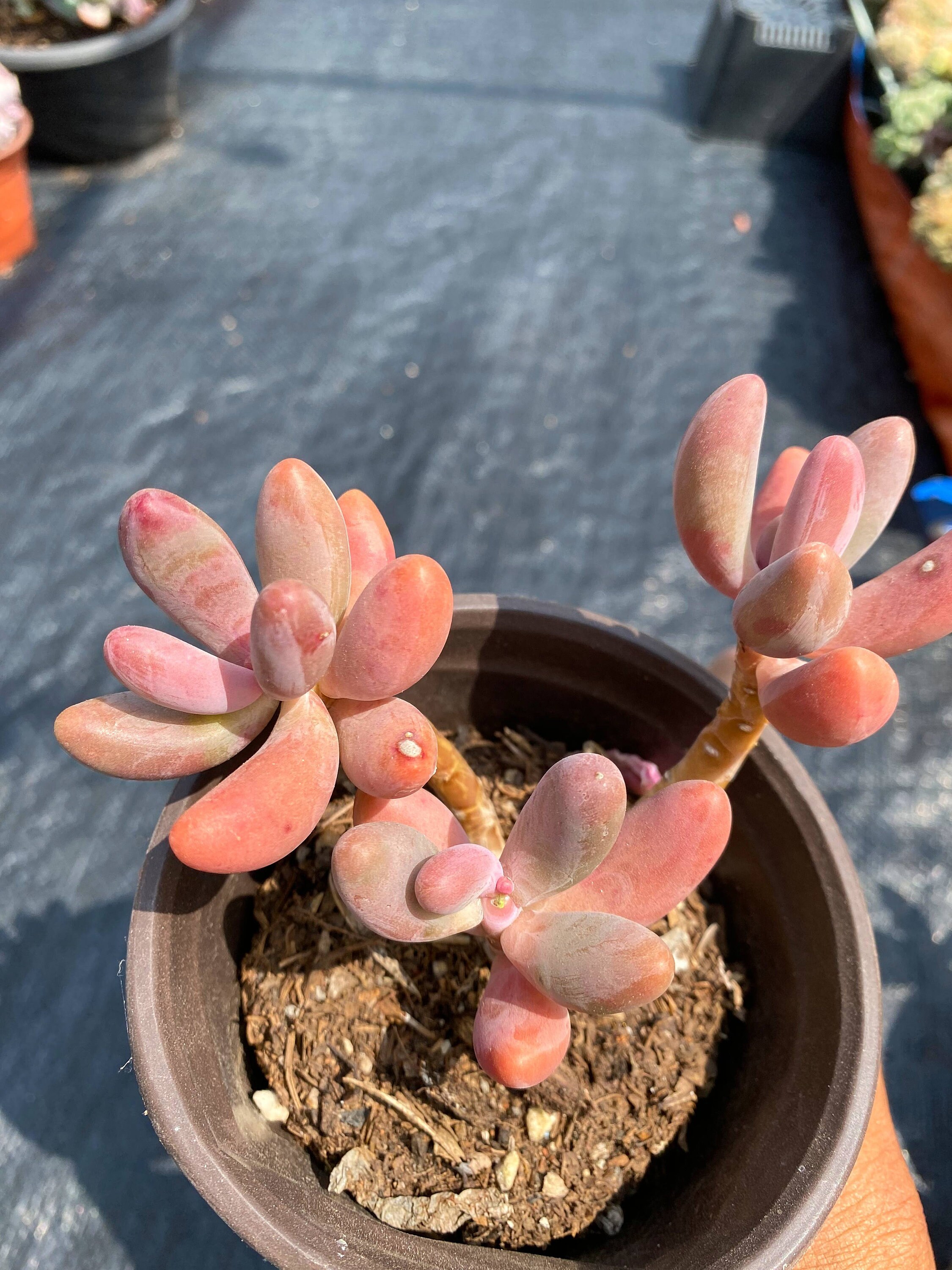 パキベリア レッド エンジェルズ フィンガー - 生きた多肉植物 - Etsy 日本