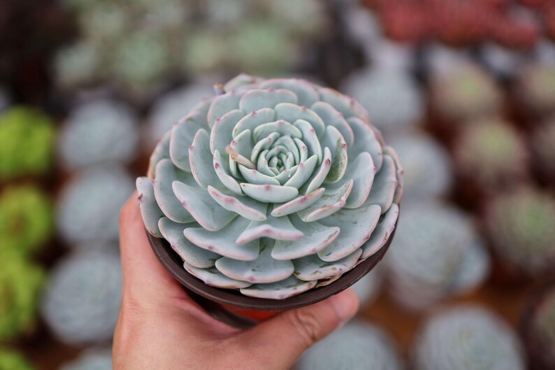 LINshenHK Echeveria Mont Blanc