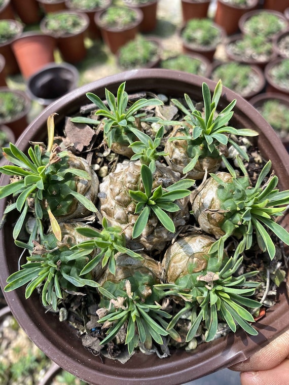 Euphorbia 'cocklebur' / Euphorbia Bupleurifolia X Susannae - Live Succulent  - Etsy