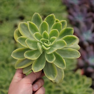 Echeveria Golden Glow- Live Succulent