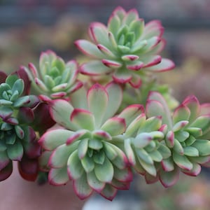 Echeveria Minibelle Variegated , Rare Live Succulent