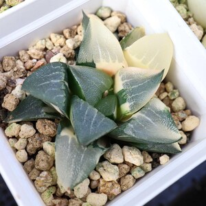 Haworthia emelyae Big  Variegated - Live Succulent