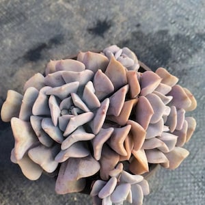 Echeveria Cubic Frost, Seltene Lebende Sukkulente