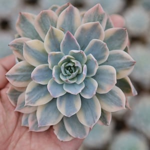 Echeveria ruyonii variegated, Rare Live Succulent
