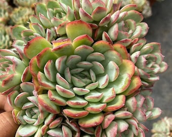 Echeveria 'Strawberry Ice' Cluster, Rare Live Succulent