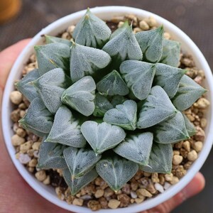Haworthia Love Hearts - Live Succulent