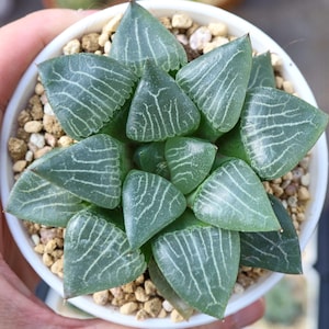 Haworthia Correcta Shuiying - Live Succulent