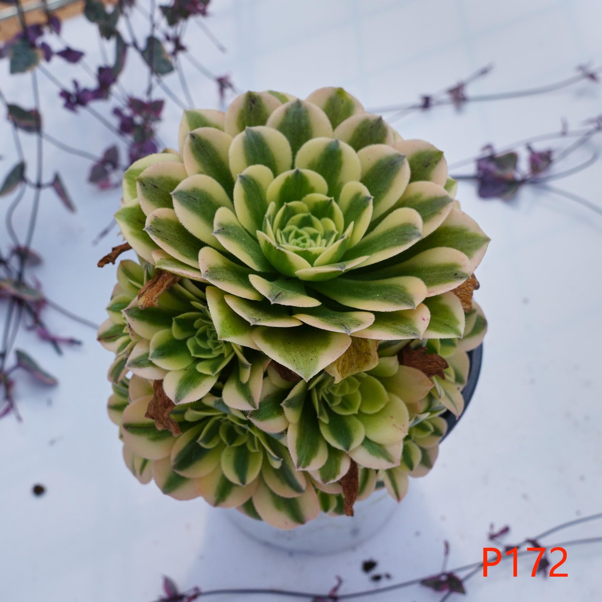 アエオニウム・マイバッハ - 生きた植物、P172 - Etsy 日本