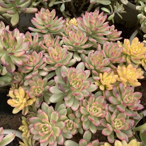 May include: A close-up of a group of succulent plants with green, yellow, and pink leaves. The plants are arranged in a cluster, with some of the leaves overlapping.