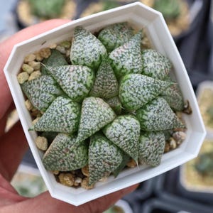 Haworthia Picta Variegated - Live Succulent