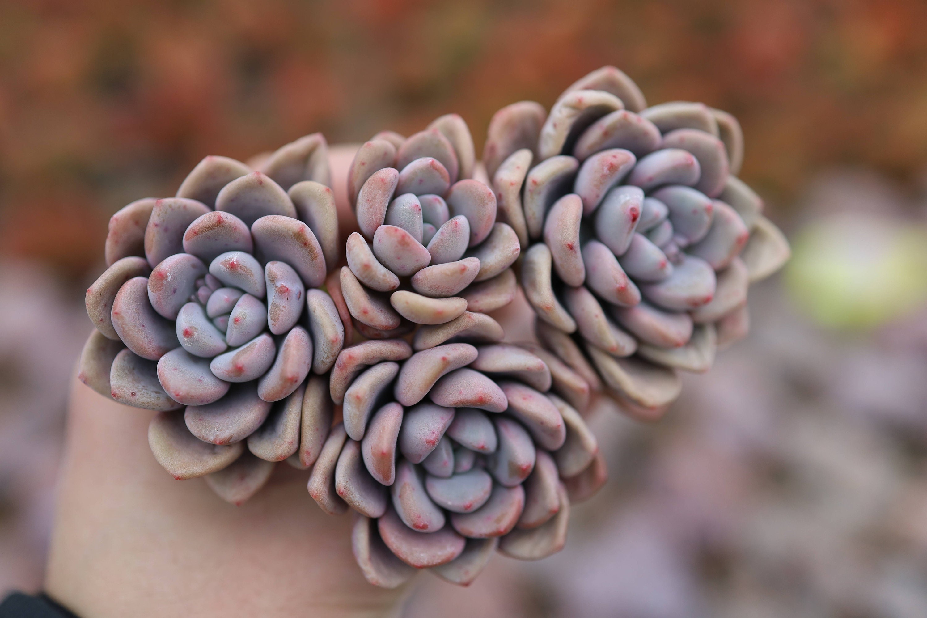 Crassula deltoidea , Rare Live Succulent