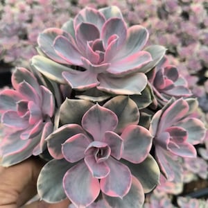 Echeveria Rainbow Cluster, Rare Live Succulent