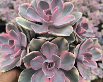 Echeveria Rainbow Cluster, Rare Live Succulent