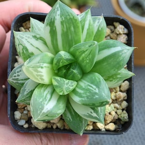 Haworthia cuspidata variegated - Live Succulent