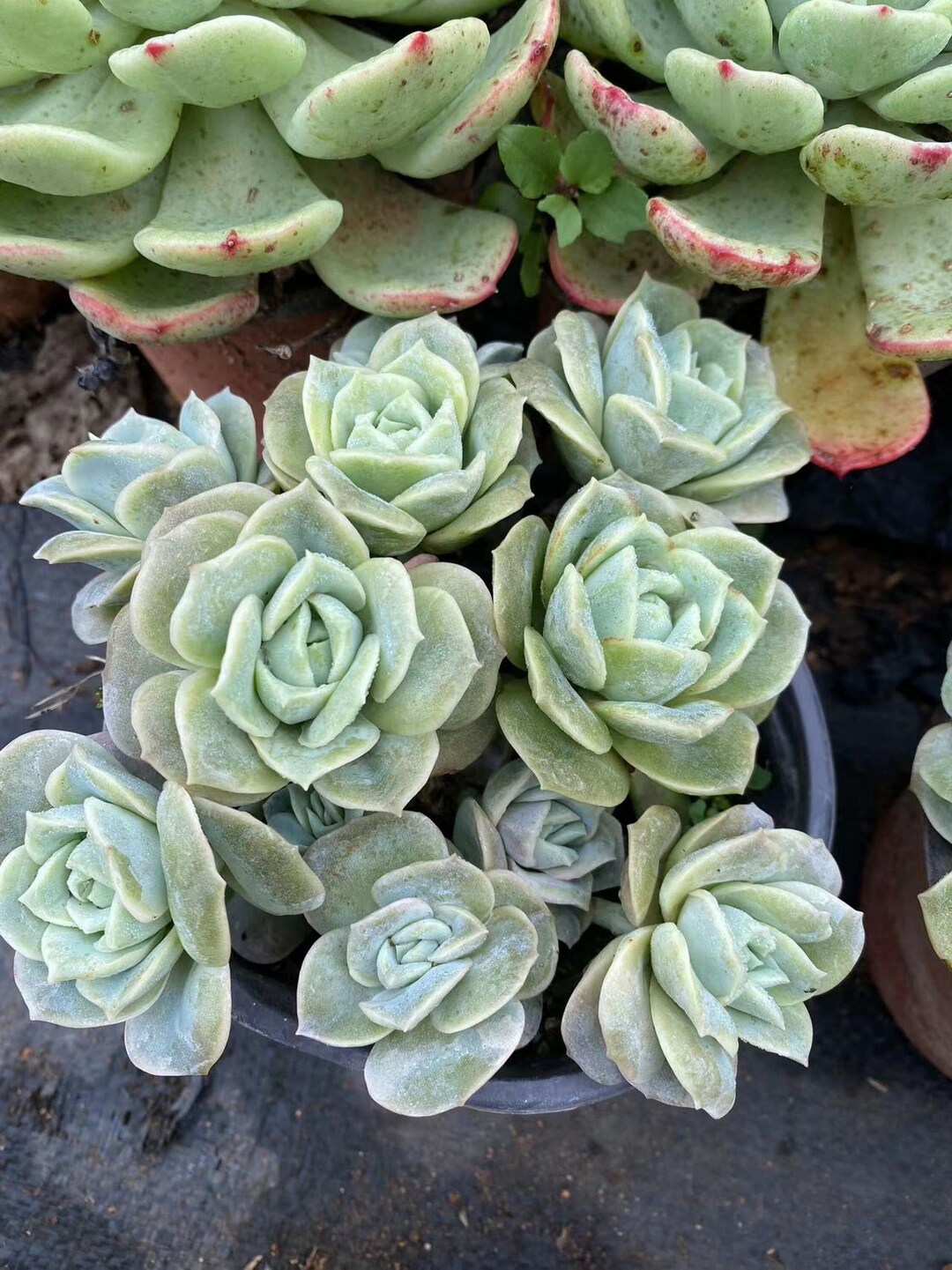 Rose Rara Echeveria 'Lovely Rose', rara suculenta viva - Etsy México