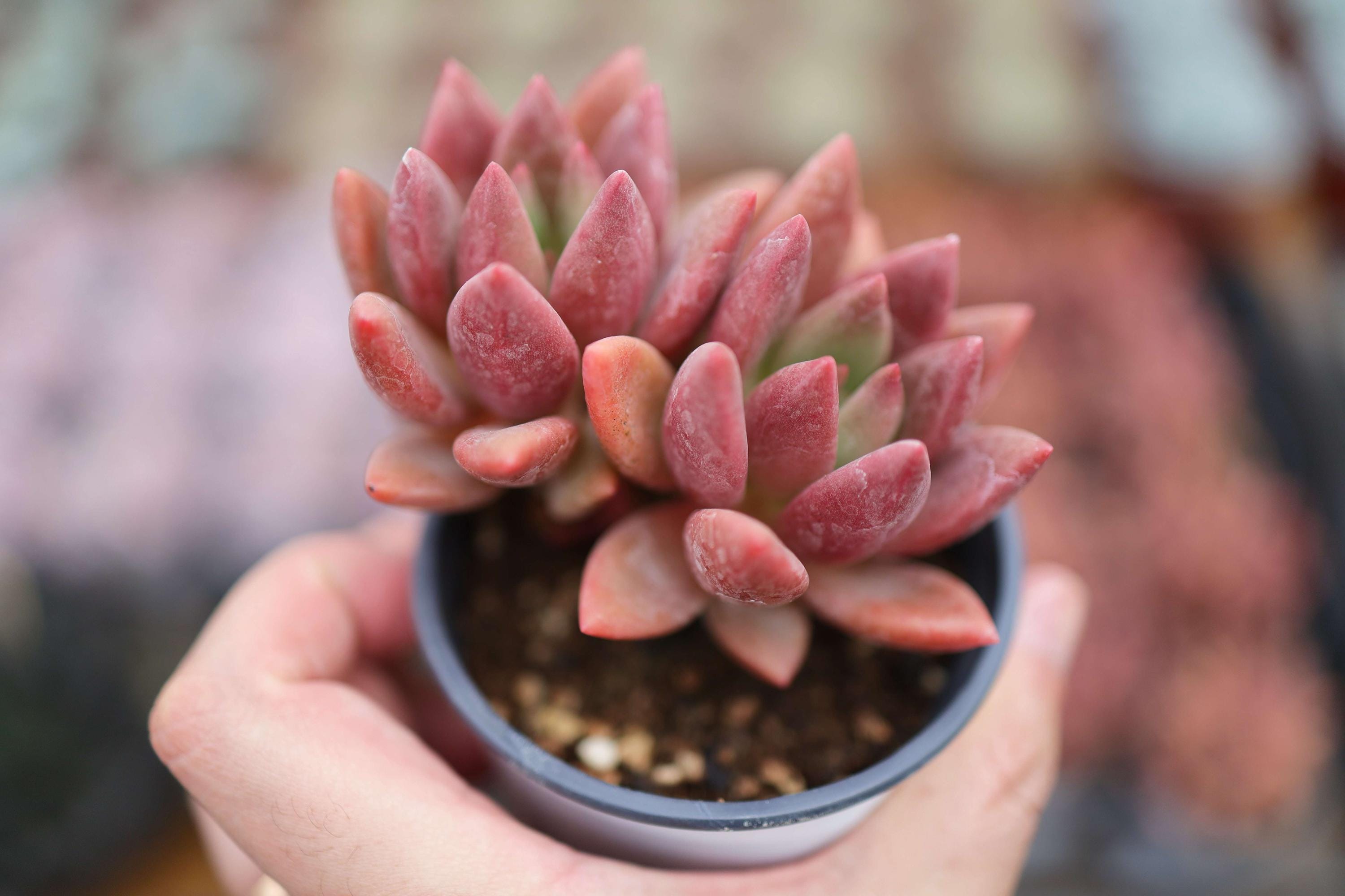 グラプトベリア ルビー ドナ - 生きた多肉植物 - Etsy 日本
