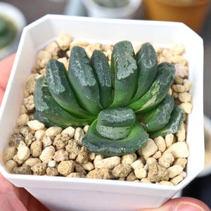 Haworthia truncata - Live Succulent