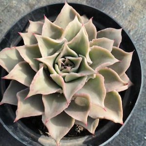 Echeveria madiba , Seltene lebende Sukkulente