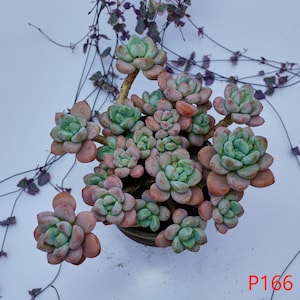 Graptosedum Red Miul - Live Plants, P166