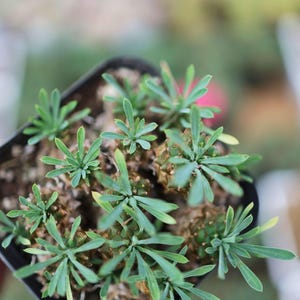 Euphorbia inermis.- Live Succulent