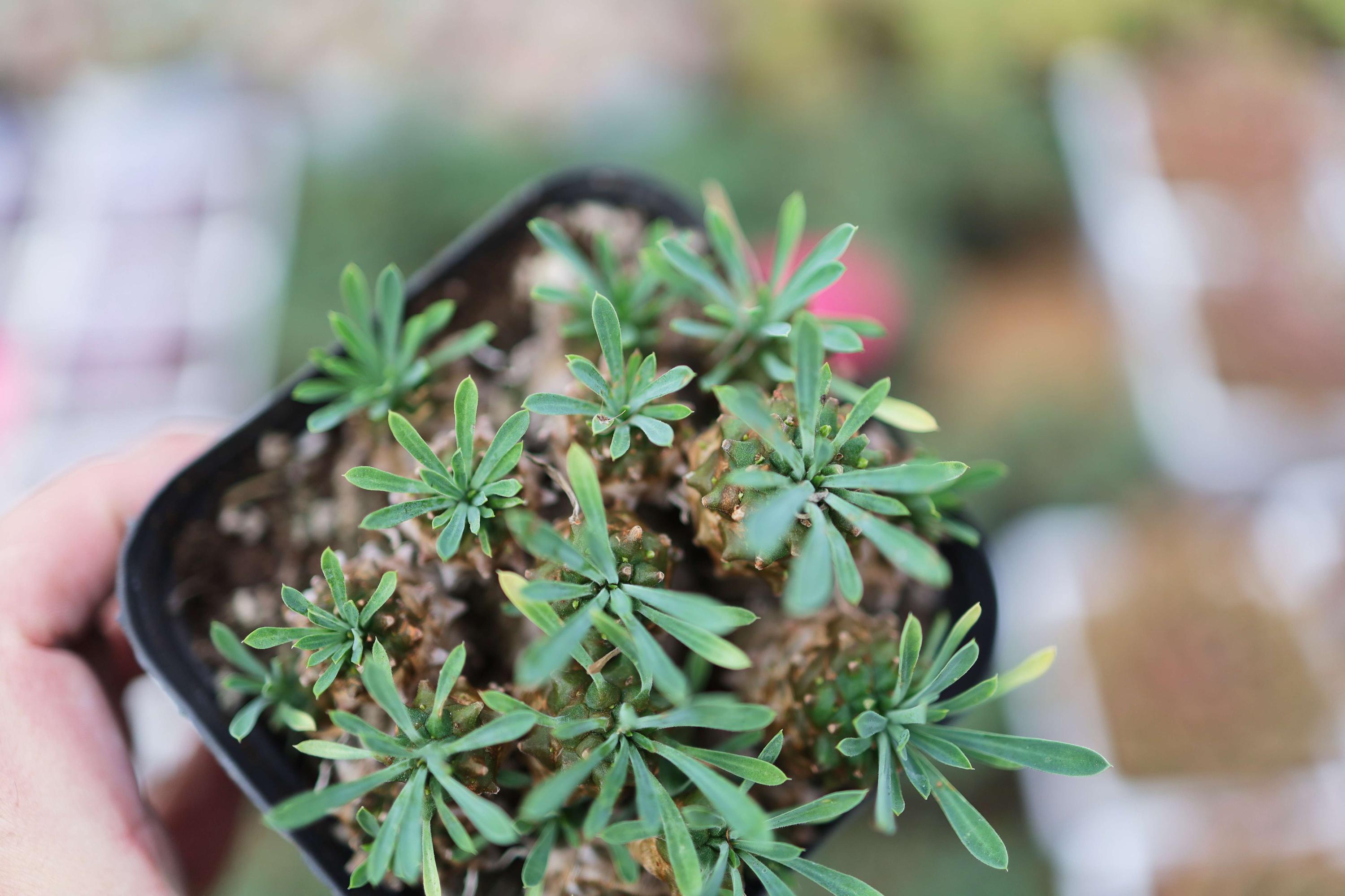 Euphorbia inermis.- Live Succulent