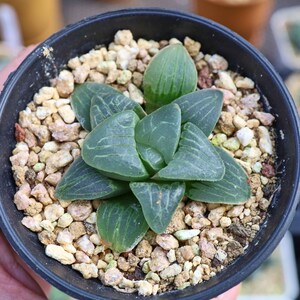 Haworthia Pink Sweetheart - Suculenta viva
