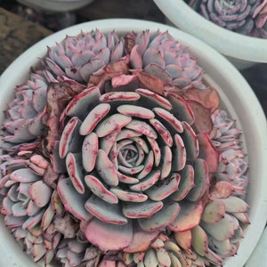 Echeveria laulensis, Rare Live Succulent