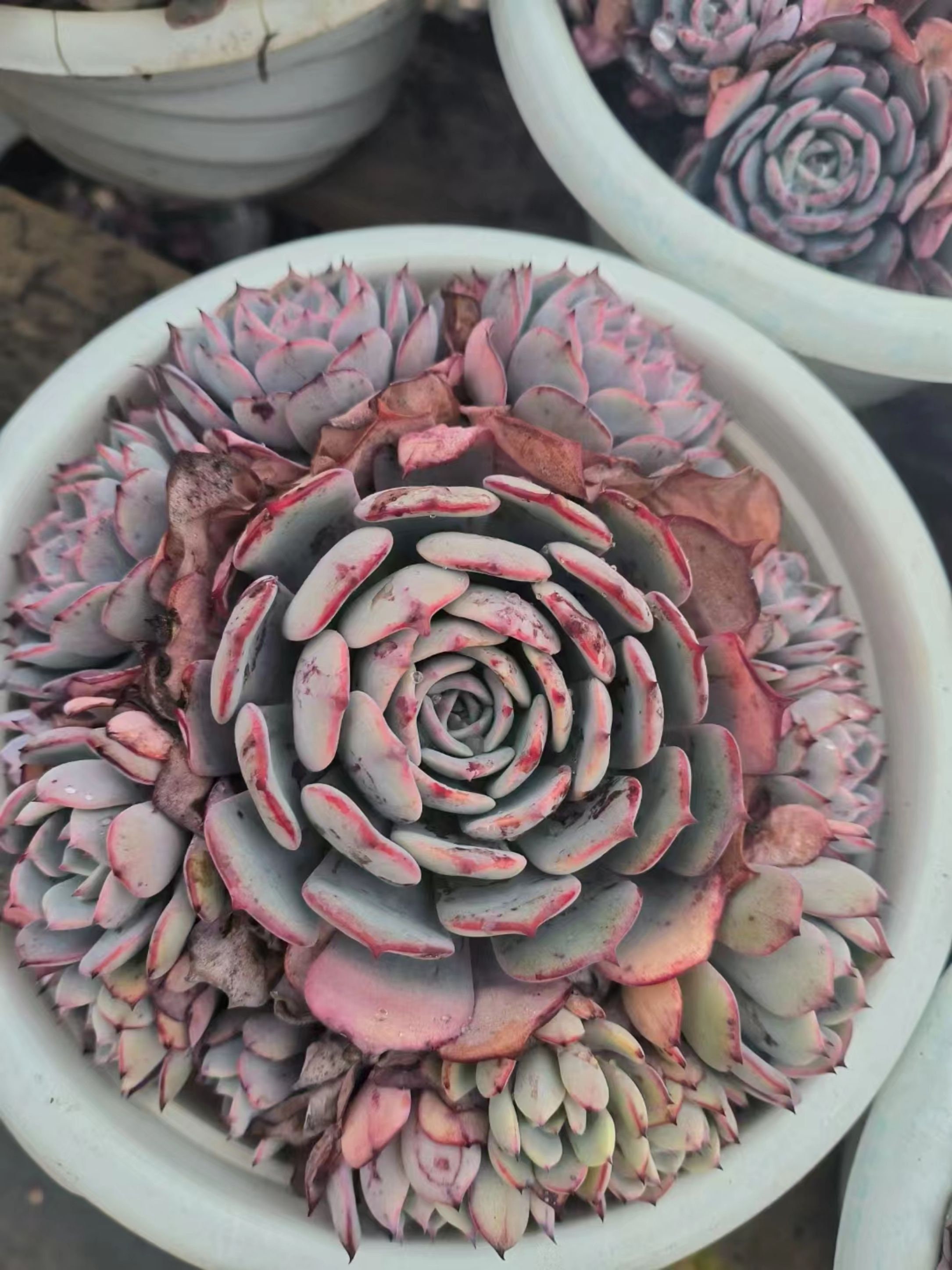 Echeveria laulensis - Etsy 日本