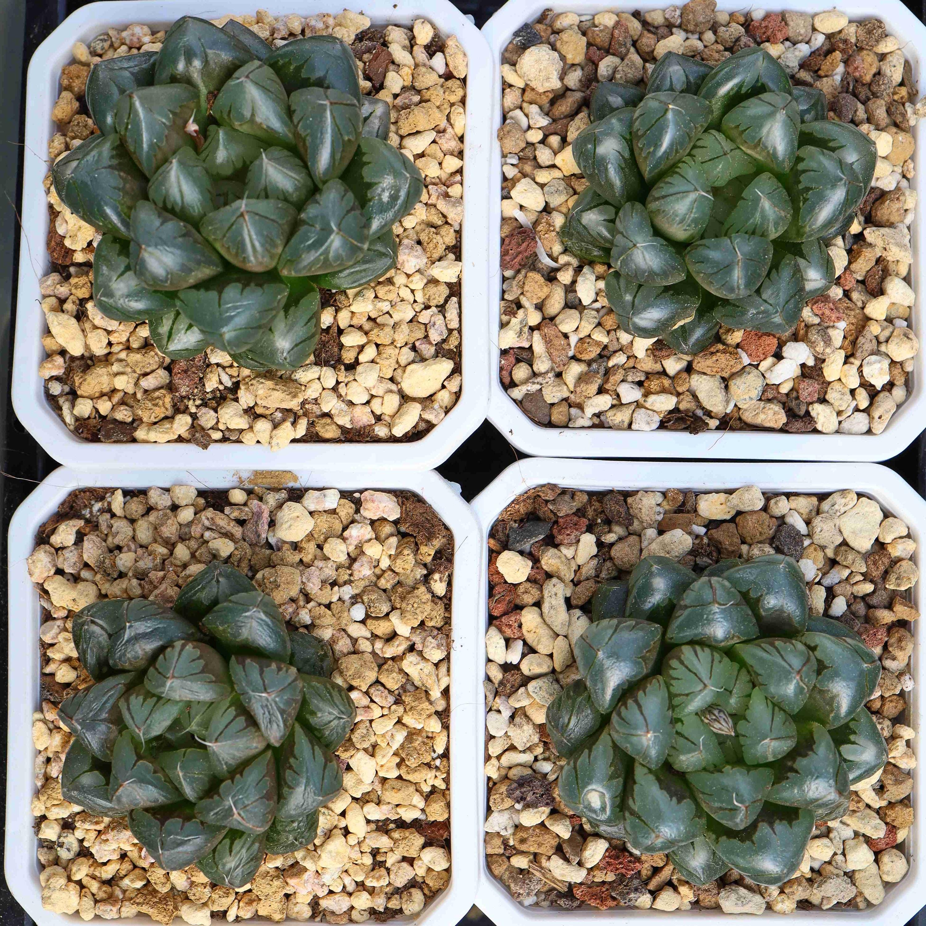 Haworthia Obtusa Crystal - Live Succulent - Etsy