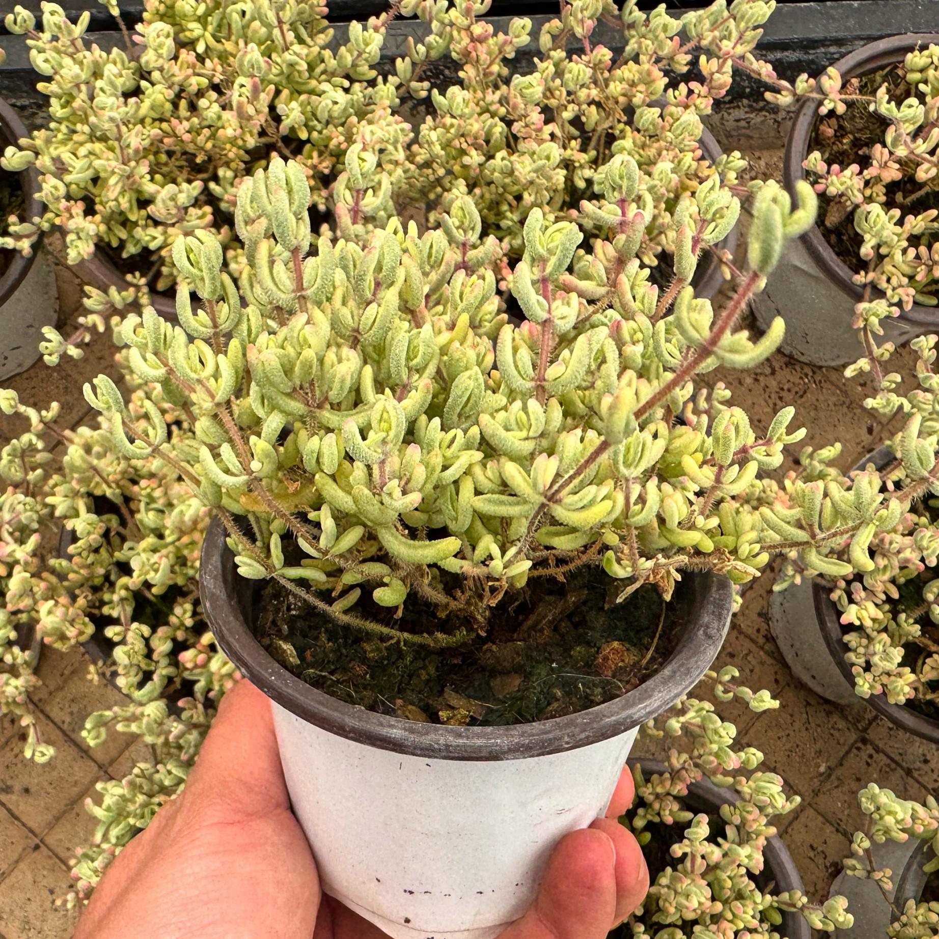 Drosanthemum - Etsy 日本
